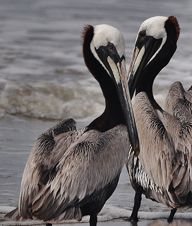 two pelicans